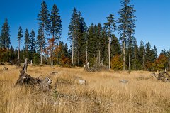 2011-10-02_12_Bayer_Wald_Grosser_Falkenstein_6189_RH