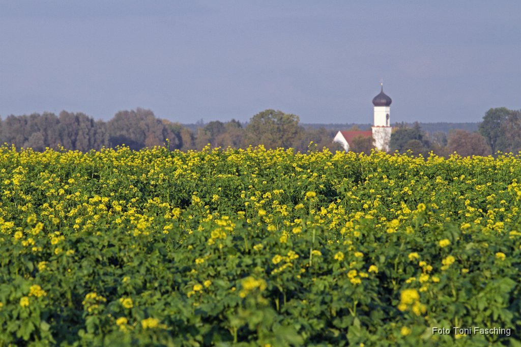 2011-10-13_02_Rapsfeld_Luttenwang_TF.JPG