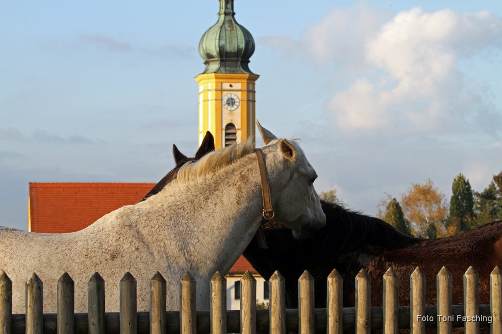 2011-10-13_03_Pferdeliebe_Adelshofen_TF.JPG