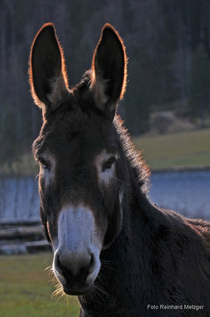 2011-11-04_02_Esel_RM.jpg
