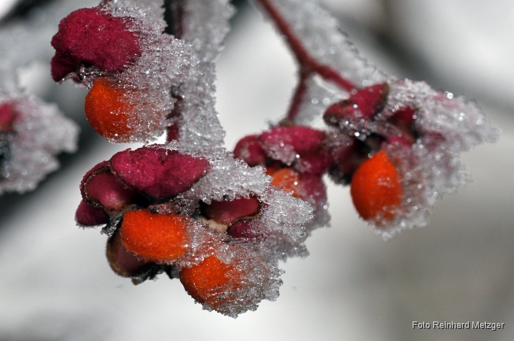 2011-11-24_34_Raureif_RM.jpg