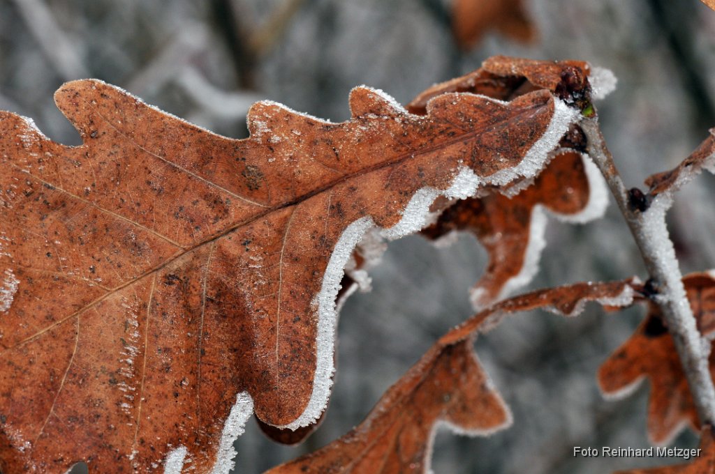 2011-11-24_35_Raureif_RM.jpg