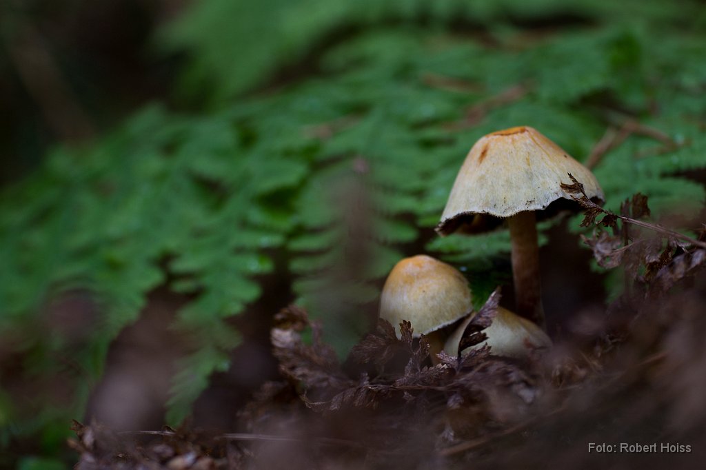 2011-11-30_09_Am_Waldboden_8836_RH.jpg