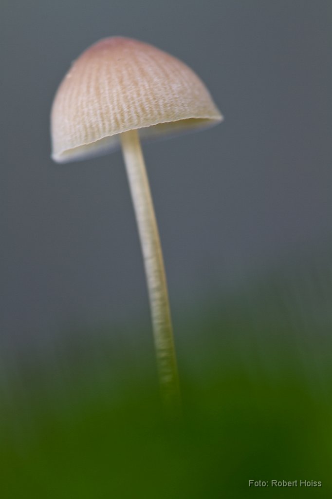 2011-11-30_12_Am_Waldboden_8859_RH.jpg