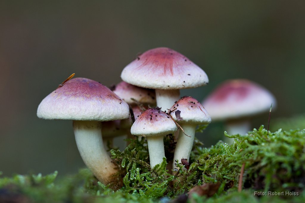 2011-11-30_13_Am_Waldboden_8321_RH.jpg
