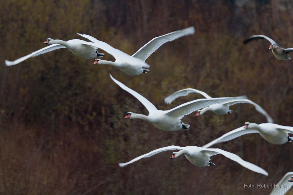 2011-11-30_31_Hoeckerschwaene_(Isar)_9050_RH.jpg