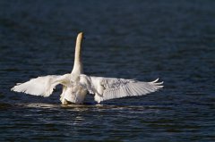 2011-11-30_26_Hoeckerschwan_(Ammersee)_8693_RH