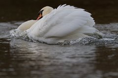 2011-11-30_29_Hoeckerschwan_(Isar)_8936_RH