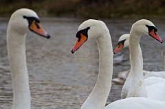 2011-11-30_30_Hoeckerschwaene_(Isar)_8972_RH