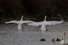 2011-11-30_32_Hoeckerschwaene_(Isar)_9059_RH