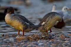 2011-11-30_36_Gaensesaeger_(Isar)_9194_RH