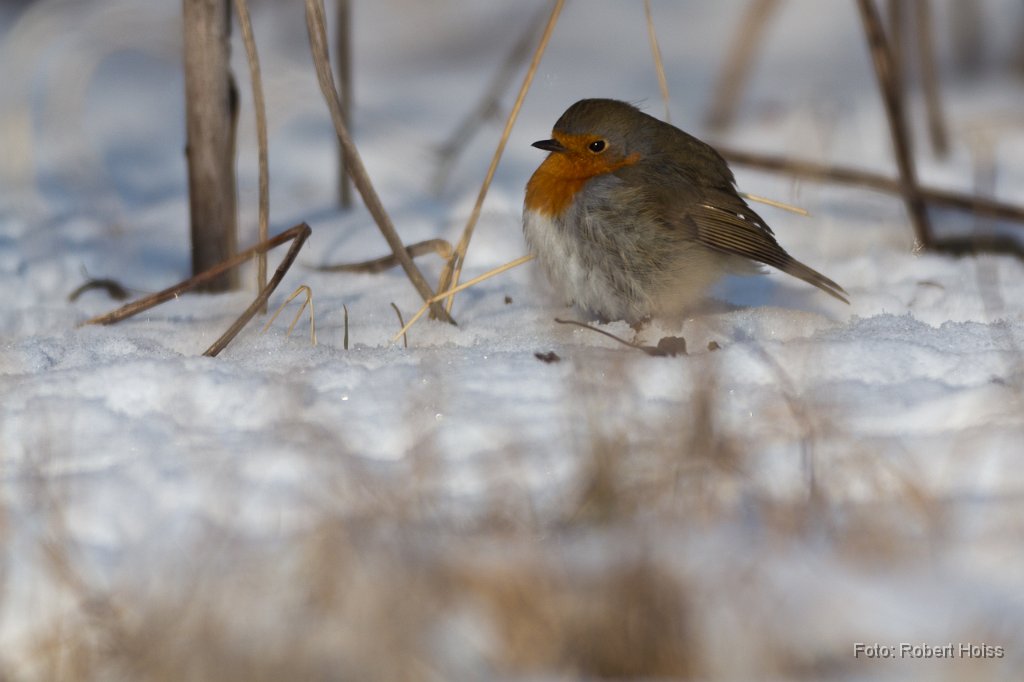 2012-02-12_25_Impressionen_Februar_2945_RH.jpg