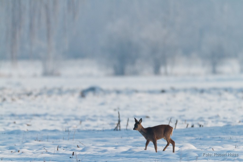 2012-02-12_26_Impressionen_Februar_5110_RH.jpg