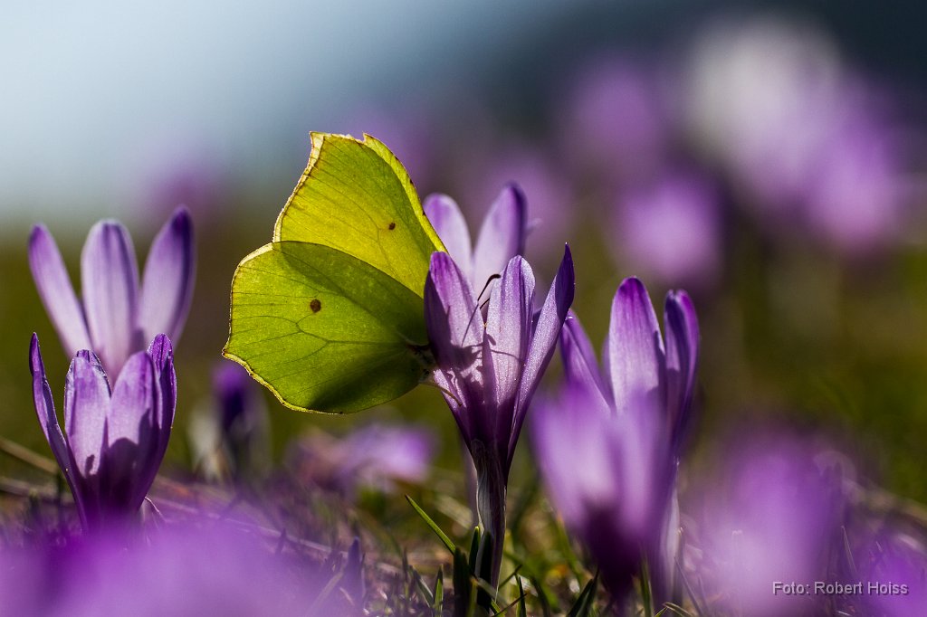 2011-12-31_41_Krokusse_9562_RH.jpg