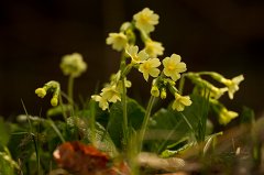 2011-12-31_33_Schluesselblumen_9138_RH