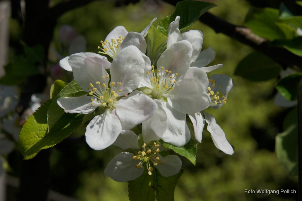 2012-04-30_003_Apfelblueten_im_Garten_WP.JPG