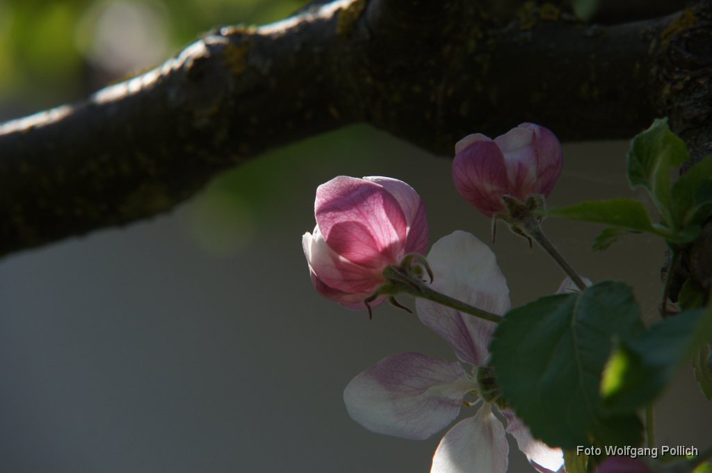 2012-04-30_005_Apfelblueten_im_Garten_WP.JPG