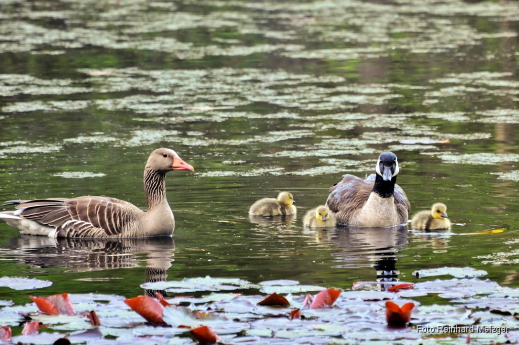 2012-05-31_01_Kanada_Graugans-Familie_RM.jpg