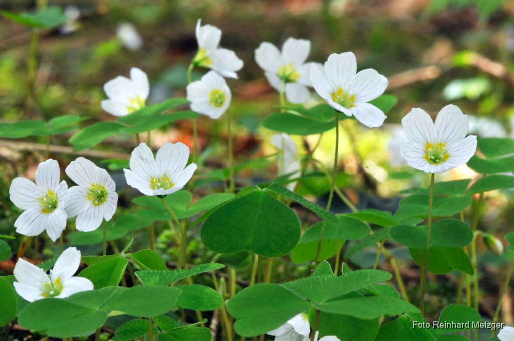2012-05-31_25_Wald_Sauerklee_RM.jpg