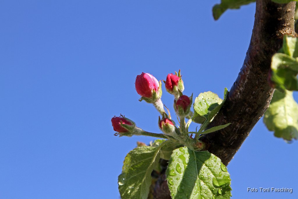 2012-05-04_32_Apfelbluete_TF.JPG