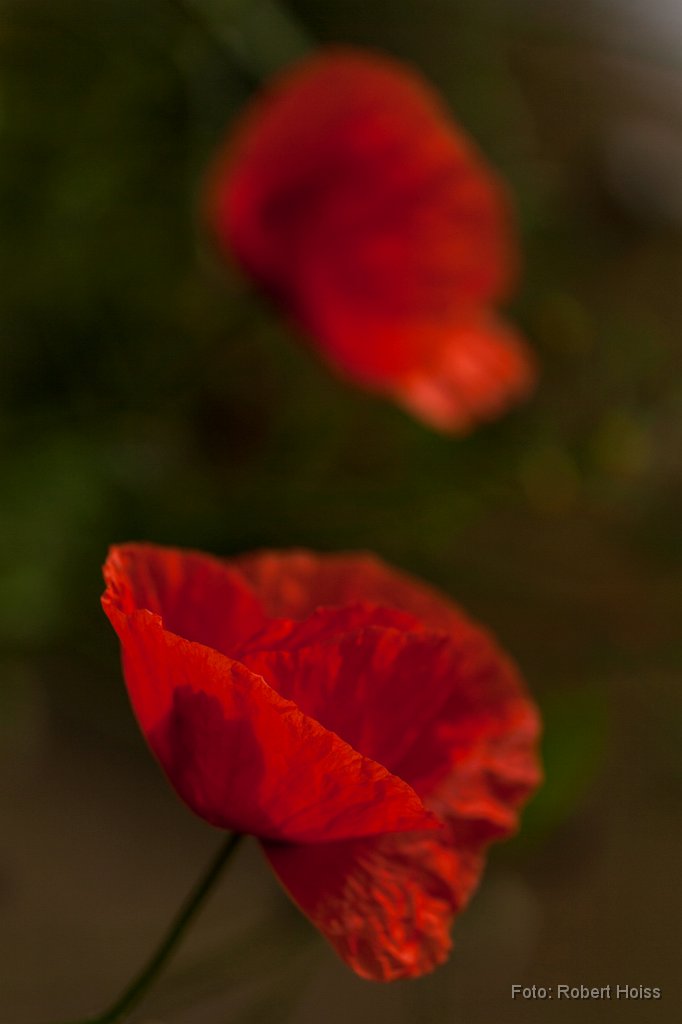 2012-06-31_18_Mohn_9989_RH.jpg