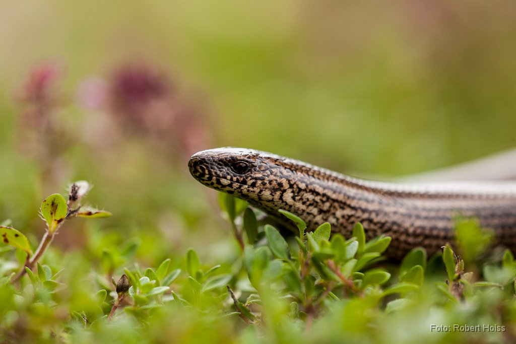 2012-07-31_20_Blindschleiche_2437_RH.jpg