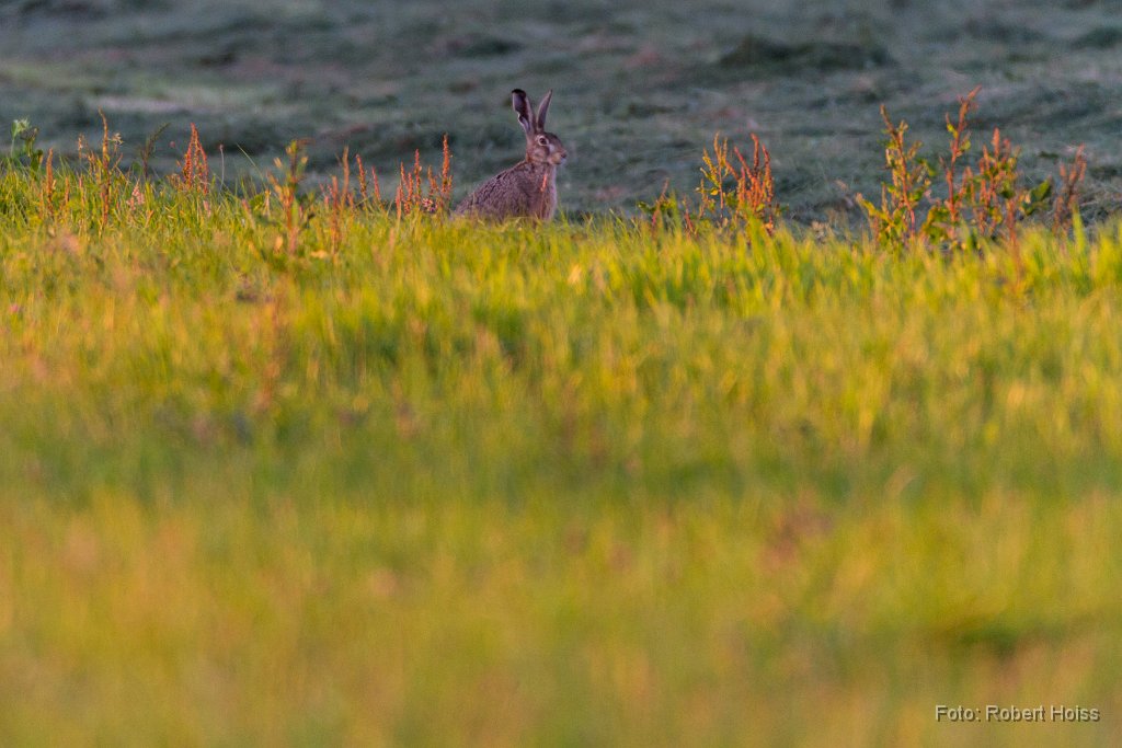 2012-07-31_33_Feldhase_1567_RH.jpg