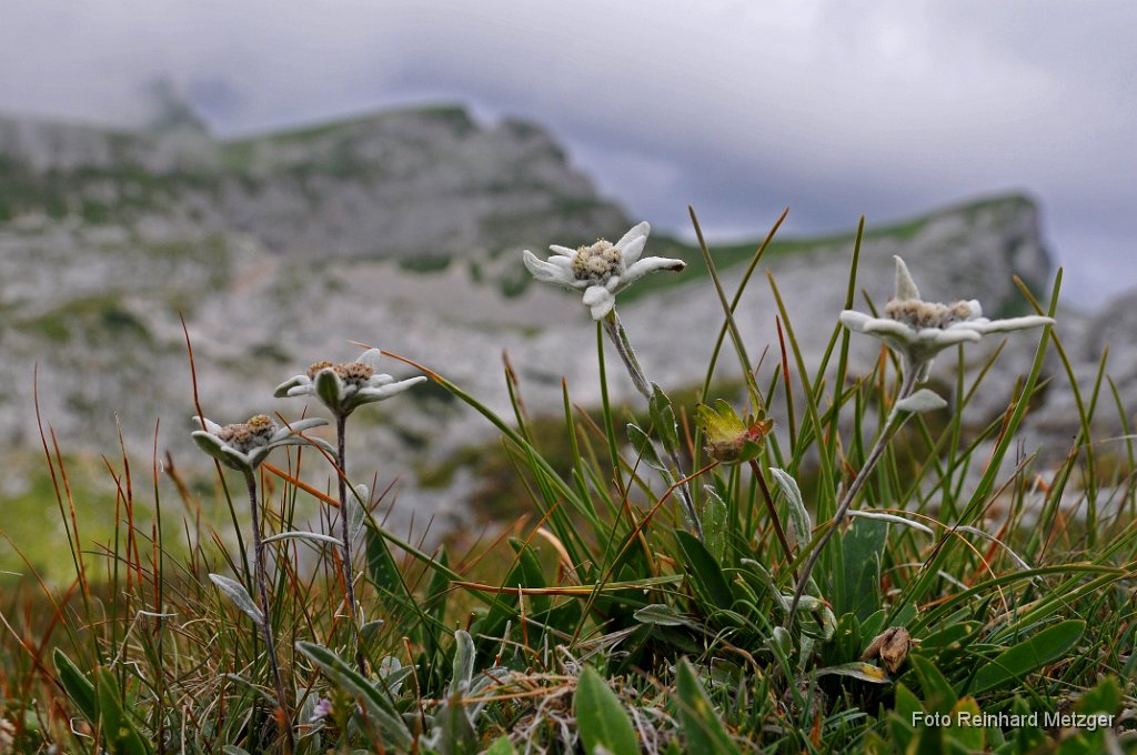 2012-08-31_05_Edelweiß_0912_RM.jpg
