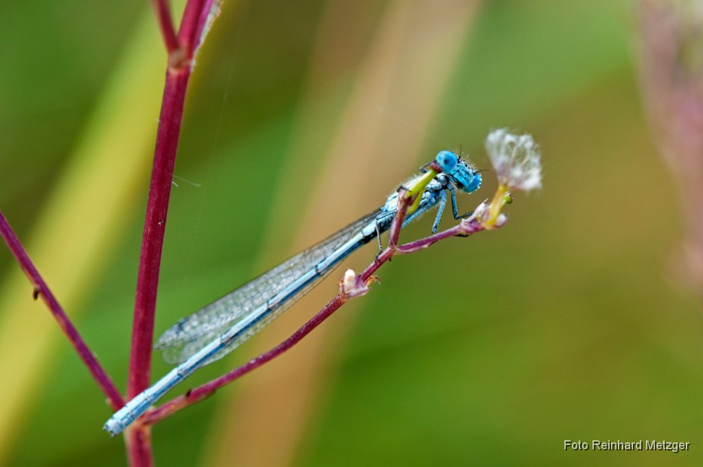 2012-08-31_09_Blaue_Federlibelle_0975_RM.jpg