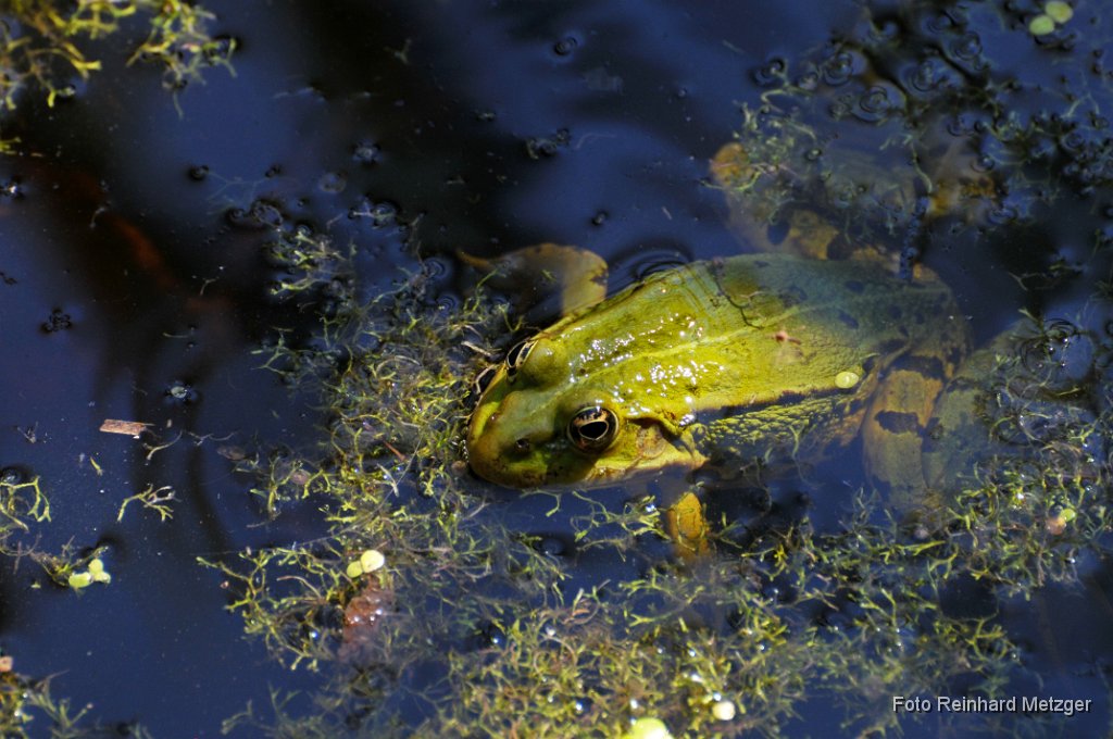 2012-08-31_11_Teichfrosch_1434_RM.jpg