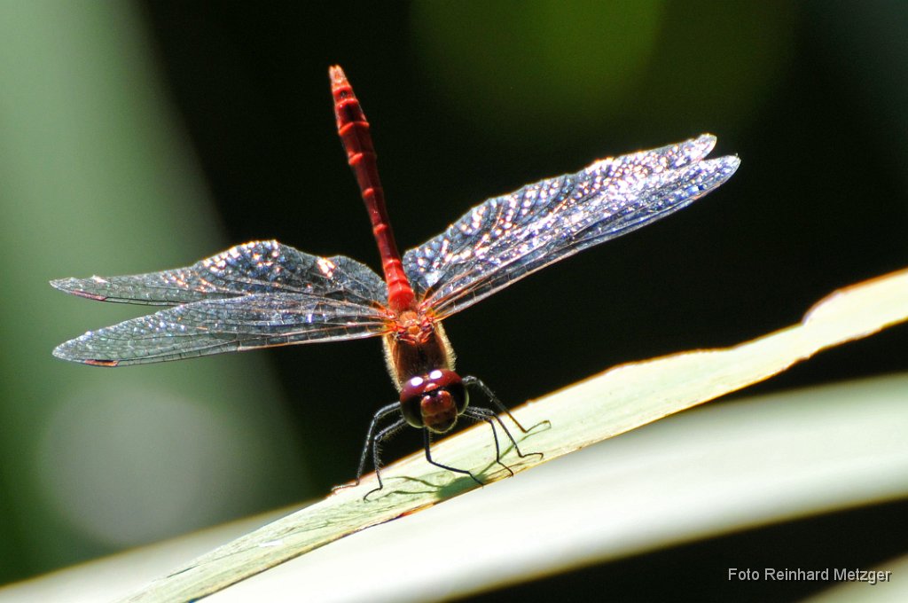 2012-08-31_13_Blutrote_Heidelibelle_1408_RM.jpg