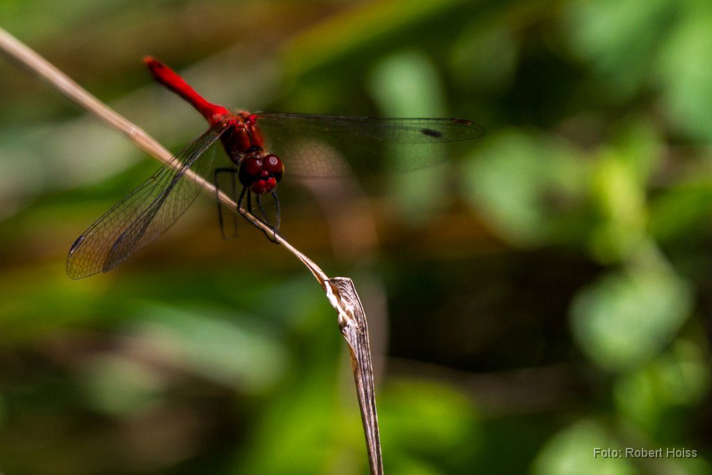 2012-08-31_16_Blutrote_Heidelibelle_3709_RH.jpg