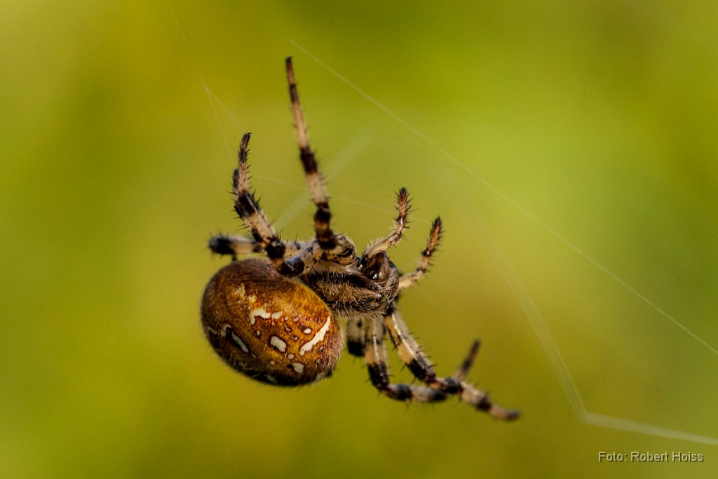 2012-08-31_23_Kreuzspinne_4620_RH.jpg