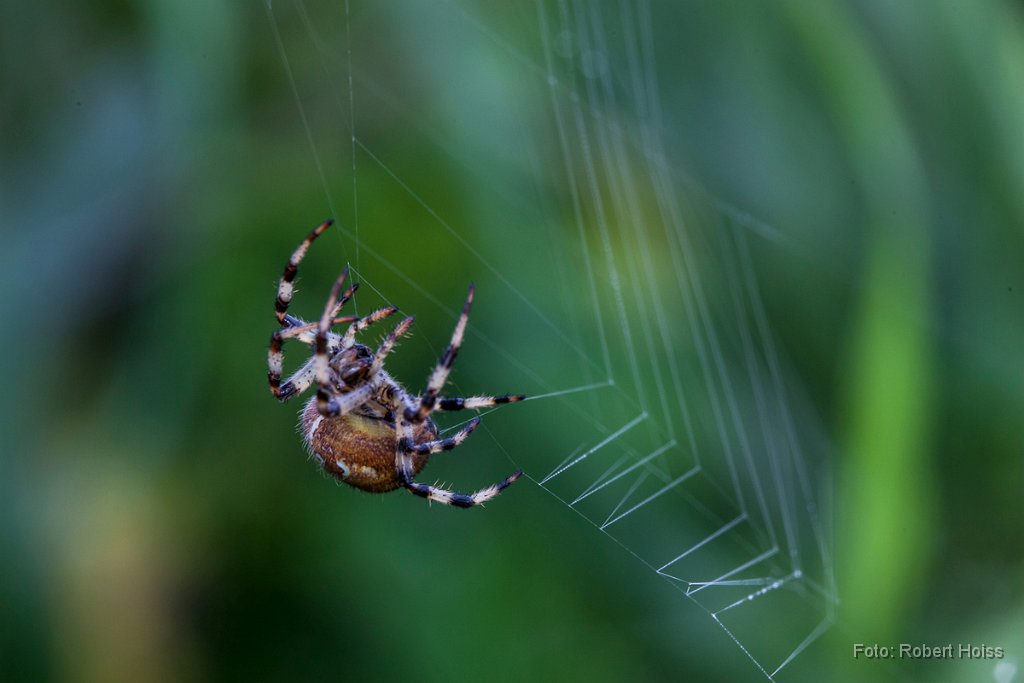 2012-08-31_24_Kreuzspinne_4640_RH.jpg