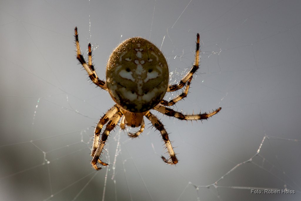 2012-08-31_26_Kreuzspinne_4823_RH.jpg