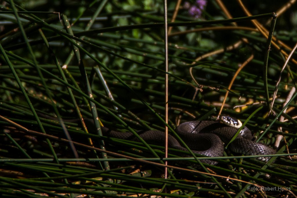 2012-08-31_34_Ringelnatter_3960_RH.jpg