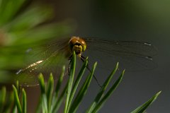 2012-08-31_02_Heidelibelle_2837_RH