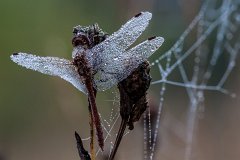 2012-08-31_04_Grosse_Heidelibelle_4324_RH