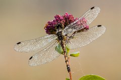 2012-08-31_06_Grosse_Heidelibelle_4346_RH