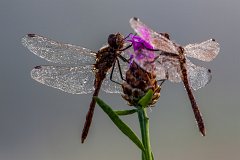 2012-08-31_07_Grosse_Heidelibelle_4388_RH