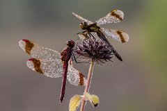 2012-08-31_10_Gebaenderte_Heidelibelle_4454_RH