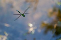 2012-08-31_11_Blaugruene_Mosaikjungfer_4547_RH