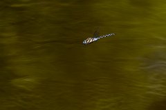 2012-08-31_12_Herbst-Mosaikjungfer_3716_RH