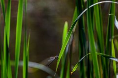 2012-08-31_14_Herbst-Mosaikjungfer_5175_RH