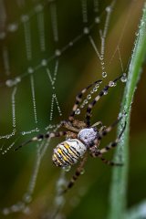 2012-08-31_17_Zebraspinne_3992_RH