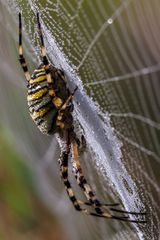 2012-08-31_18_Zebraspinne_4026_RH