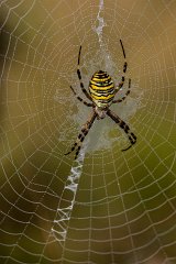 2012-08-31_19_Zebraspinne_4057_RH