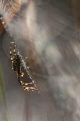 2012-08-31_20_Zebraspinne_5042_RH