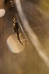 2012-08-31_21_Zebraspinne_5068_RH