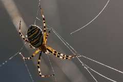 2012-08-31_22_Zebraspinne_4105_RH